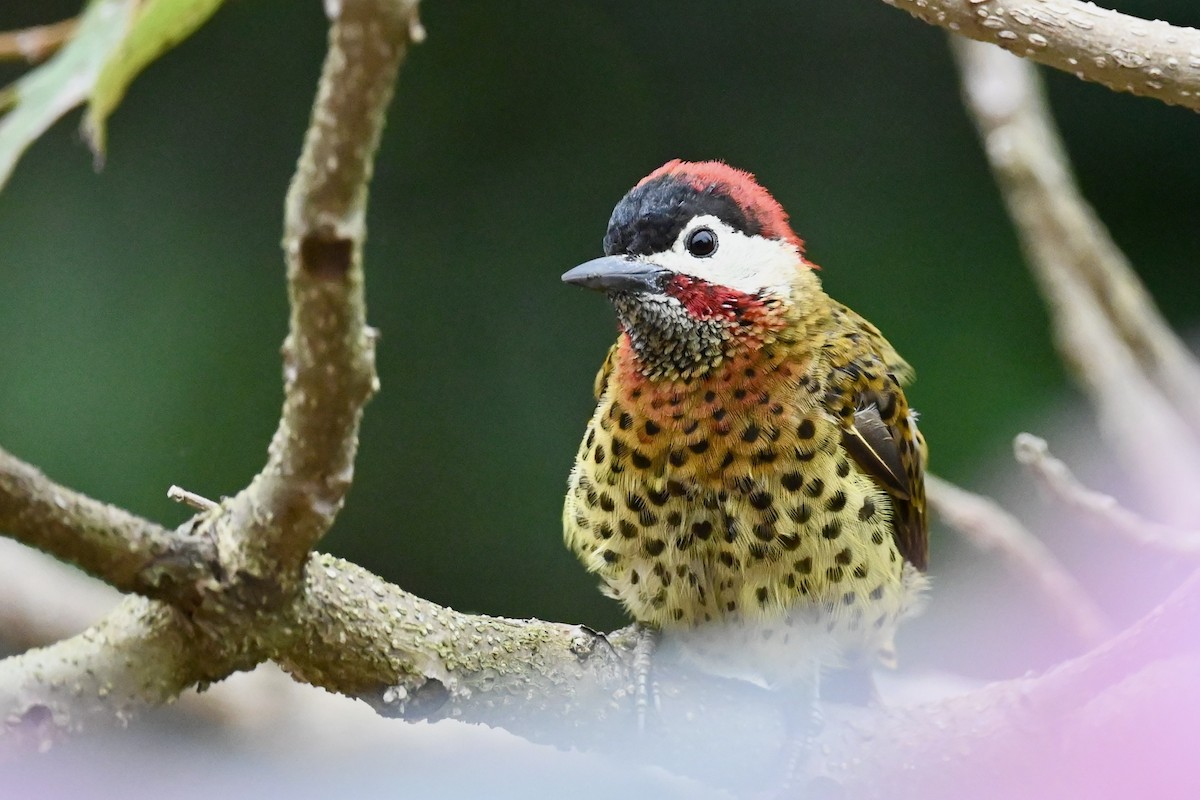 Spot-breasted Woodpecker - ML647026584