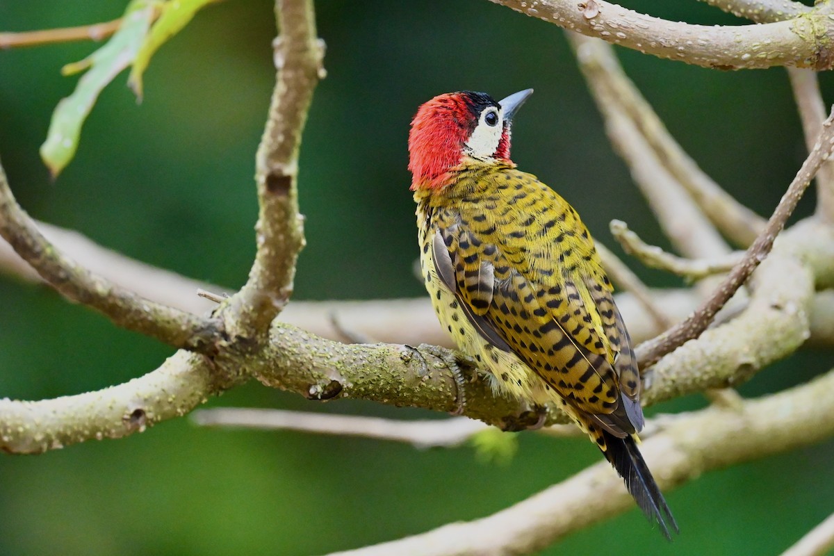 Spot-breasted Woodpecker - ML647026585