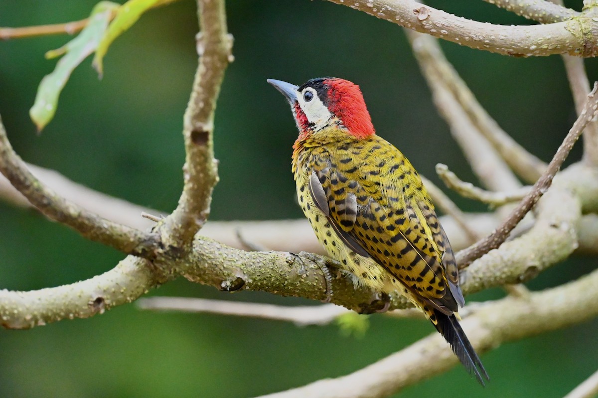 Spot-breasted Woodpecker - ML647026586
