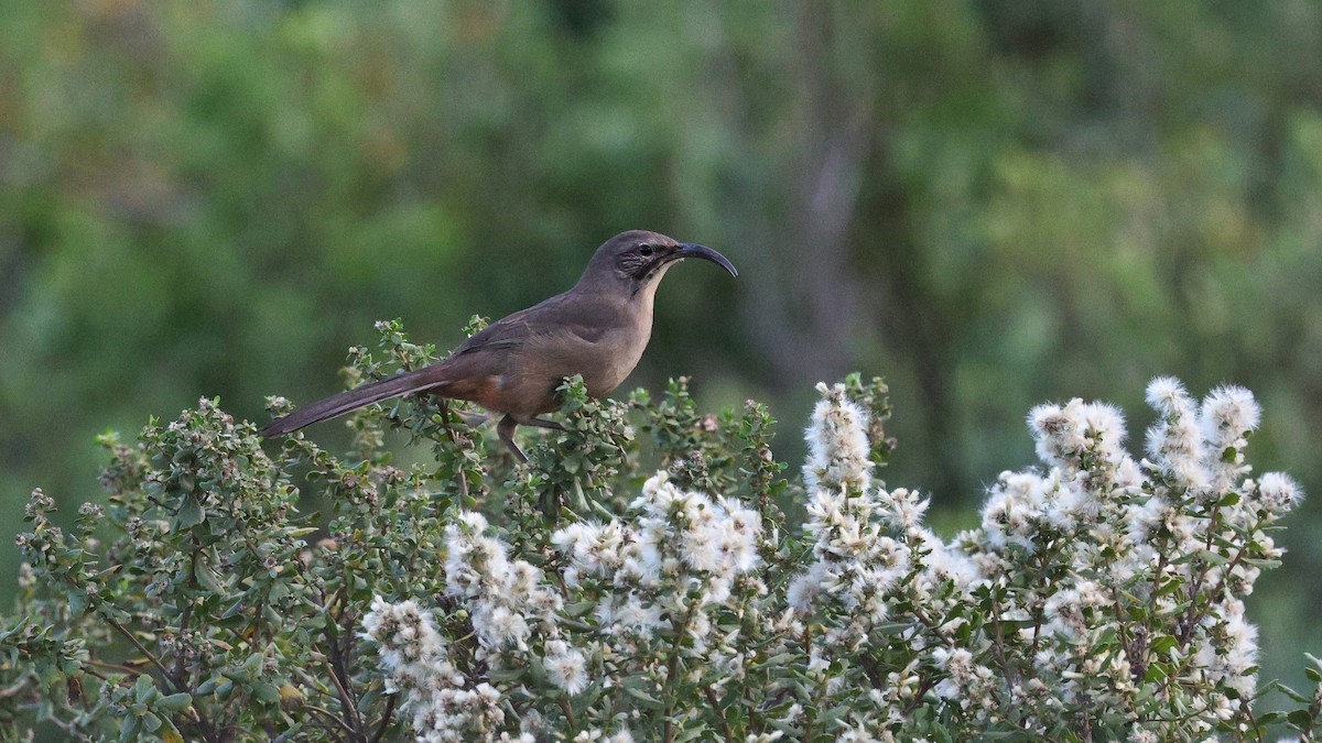 Kalifornienspottdrossel - ML647026587