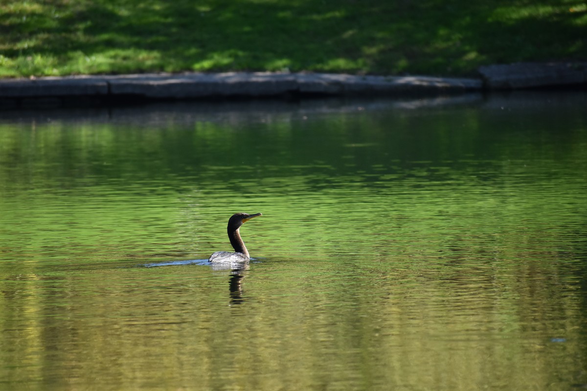 Double-crested Cormorant - ML647026588