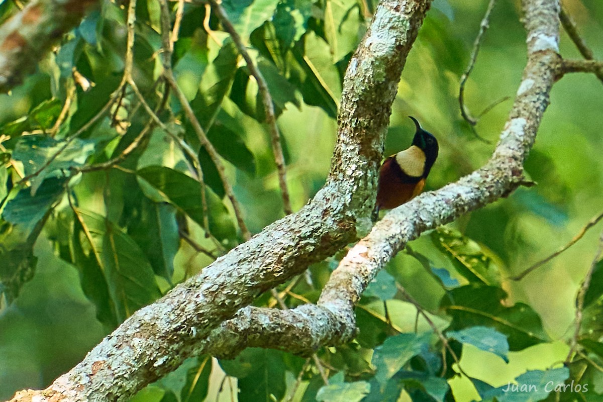 Açık Gerdanlı Nektarkuşu - ML647026589