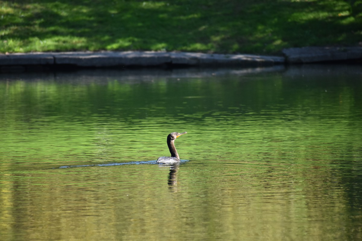 Double-crested Cormorant - ML647026590