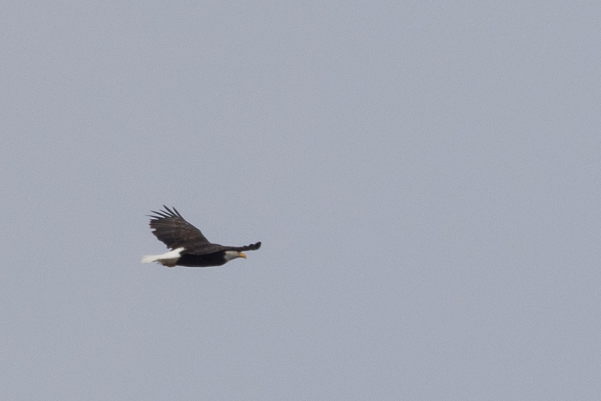Bald Eagle - ML647026591