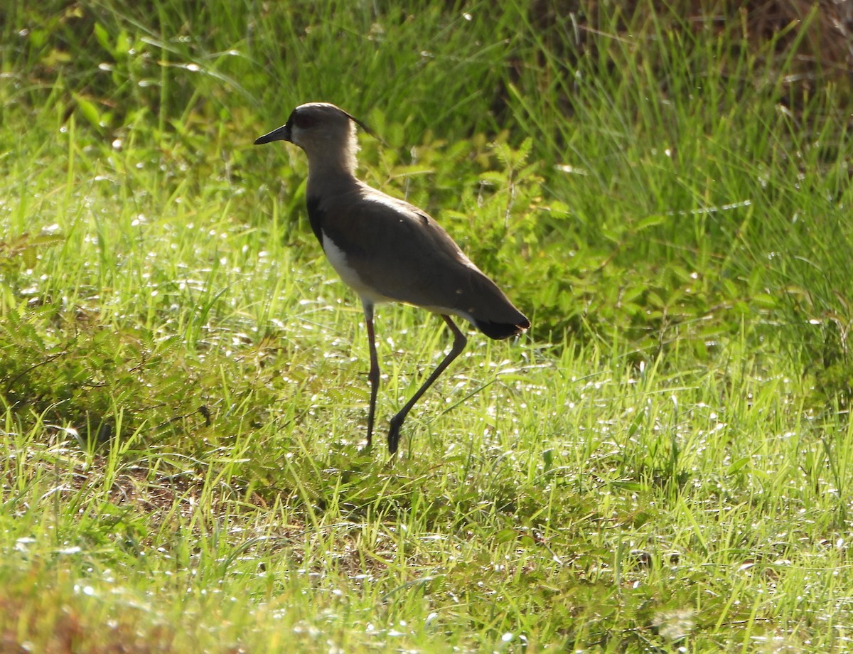 Southern Lapwing - ML647026592