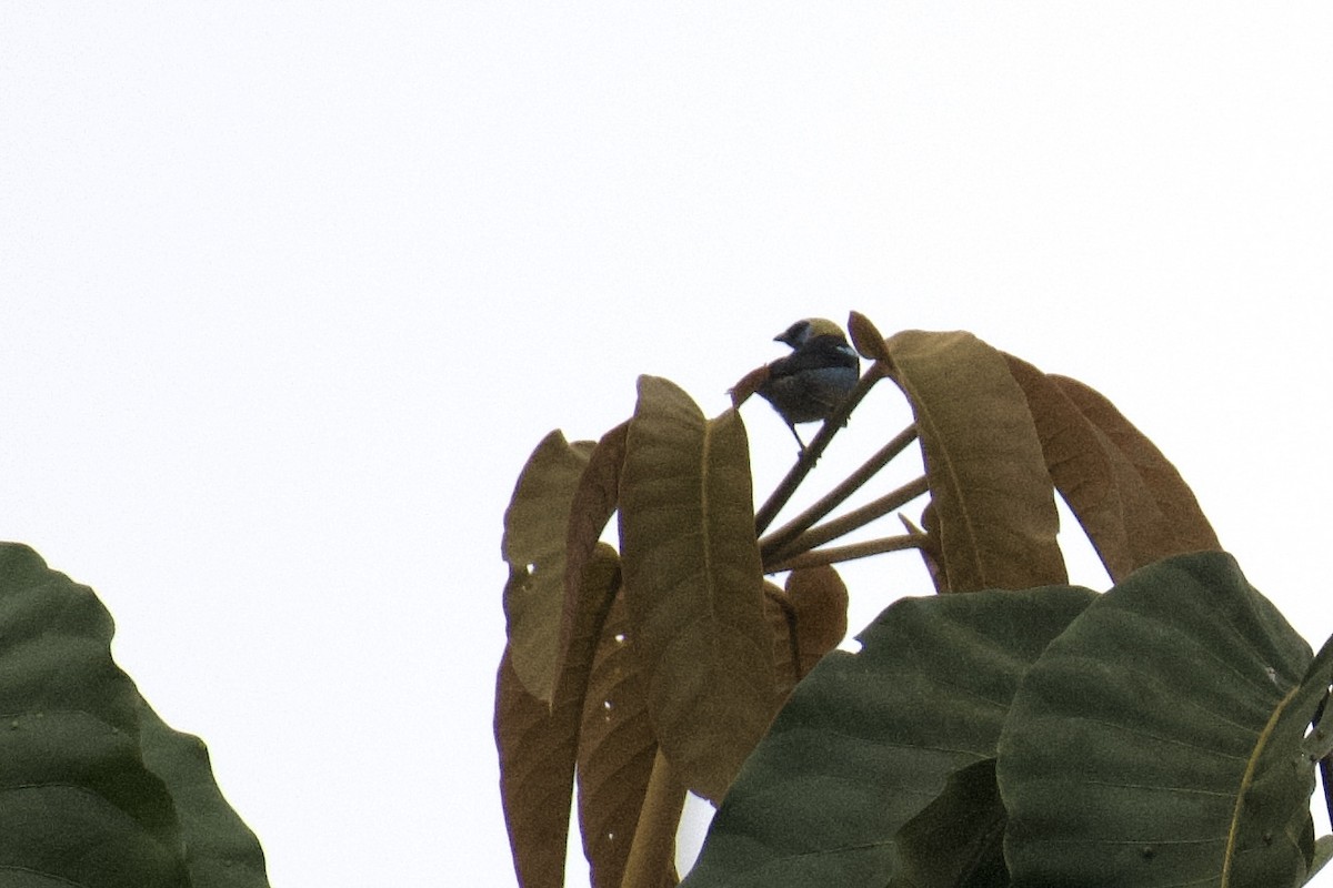 Golden-hooded Tanager - ML647026593