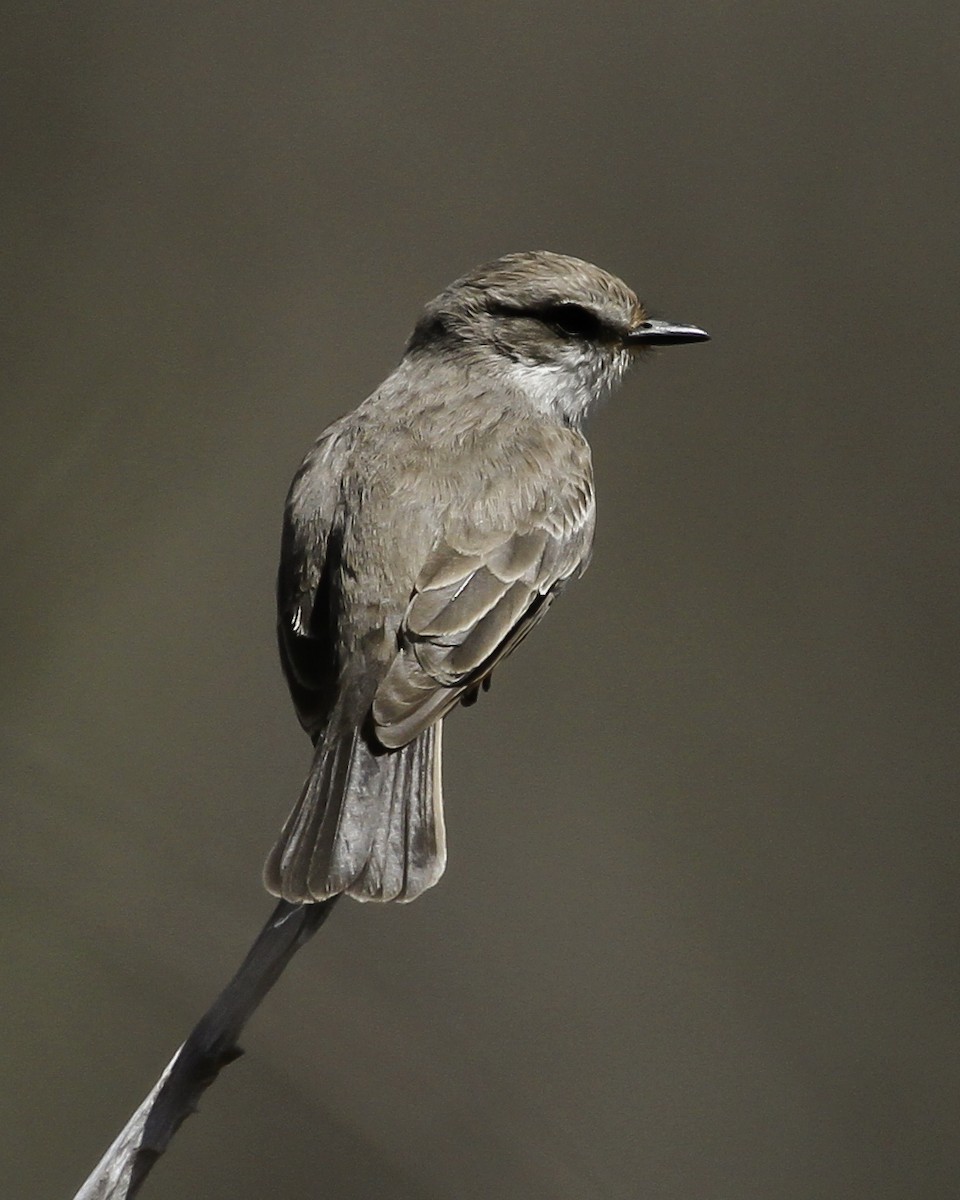 Vermilion Flycatcher - ML647026594