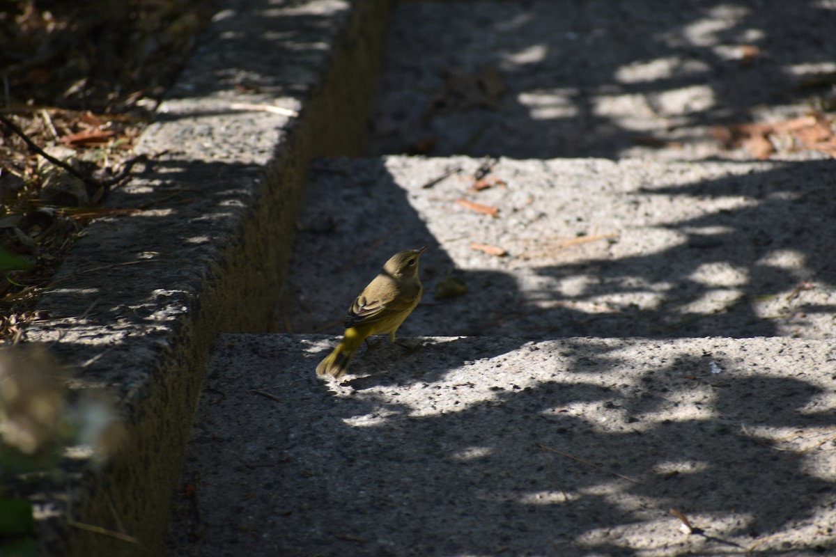 Palm Warbler - ML647026595