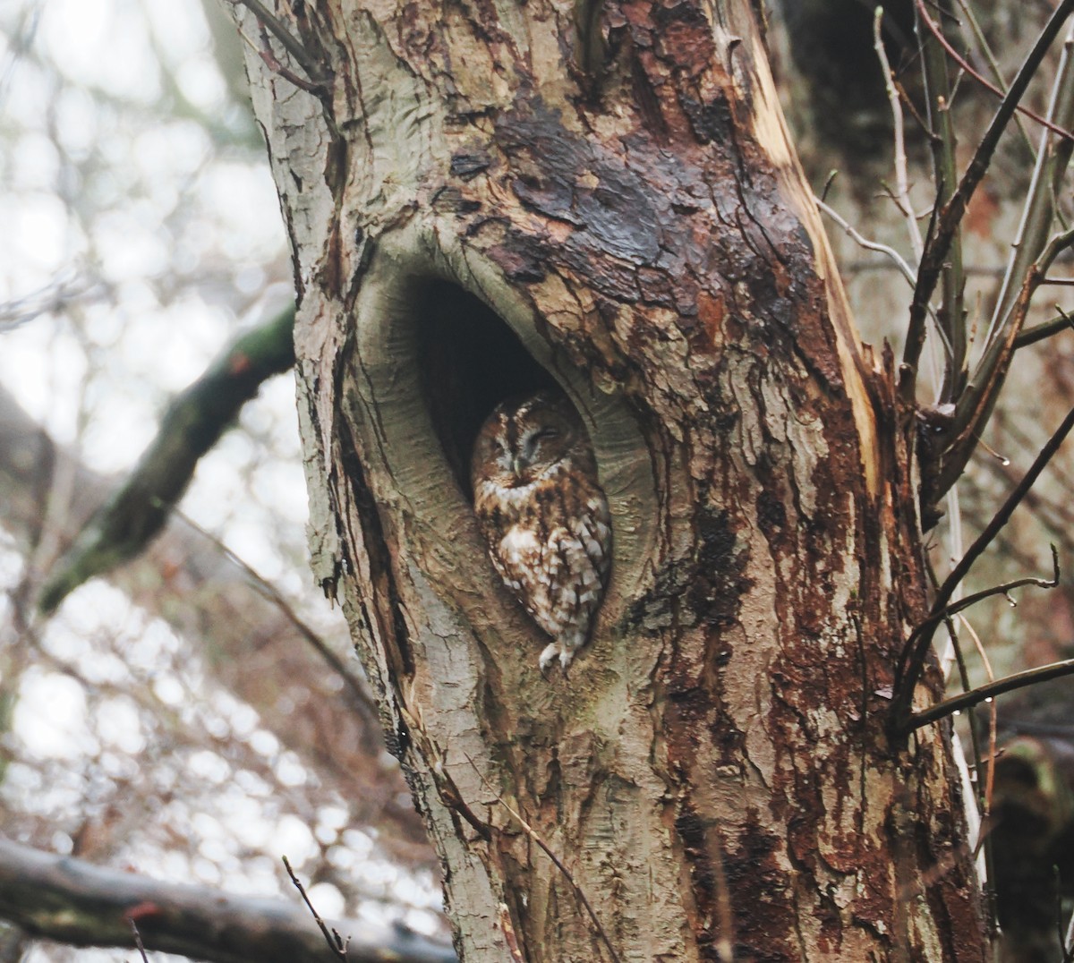 Tawny Owl - ML647026596