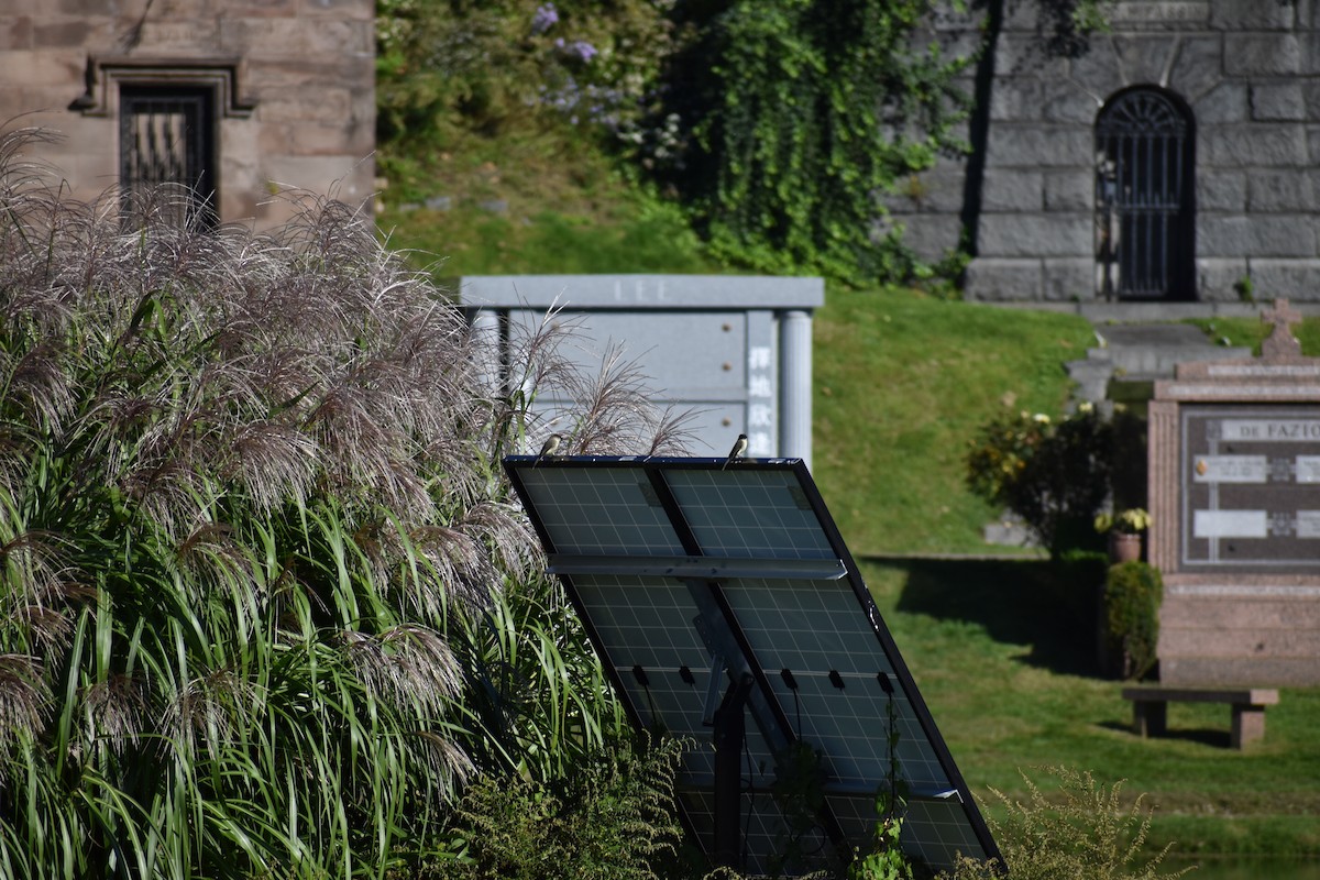 Mosquero Fibí - ML647026598