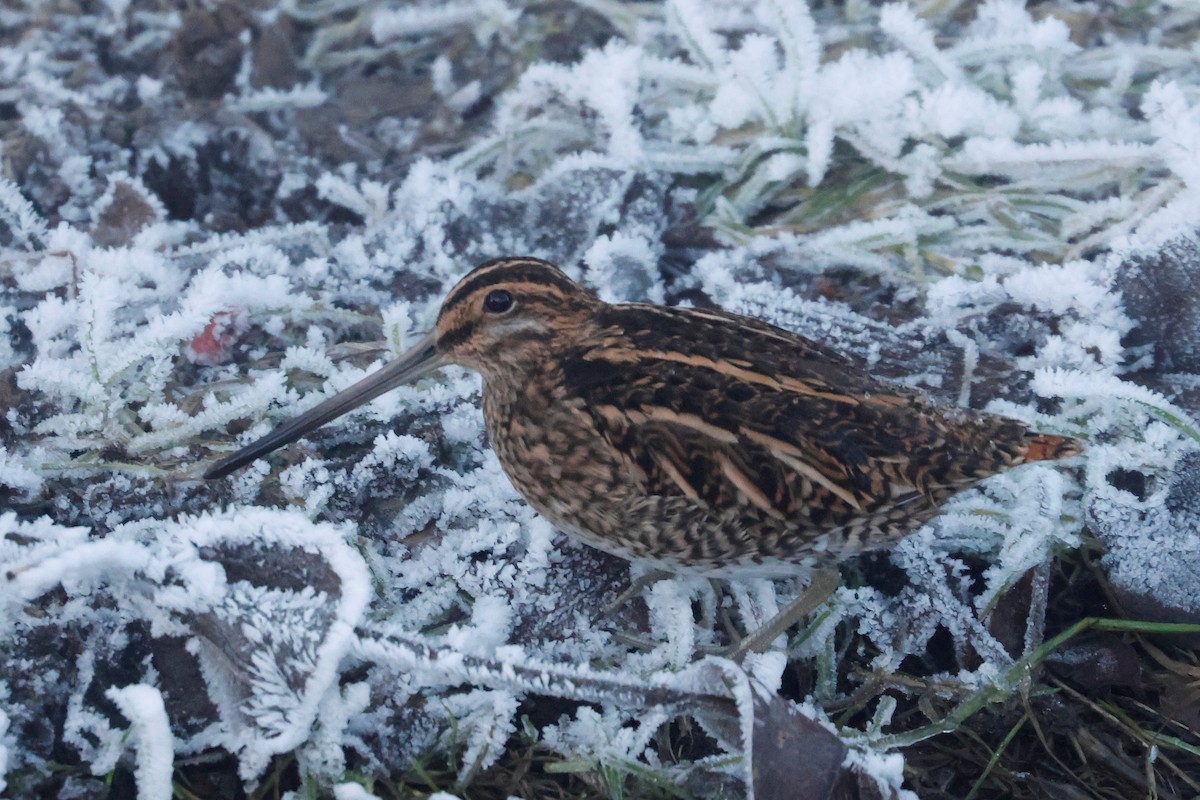 田鷸 - ML647026600