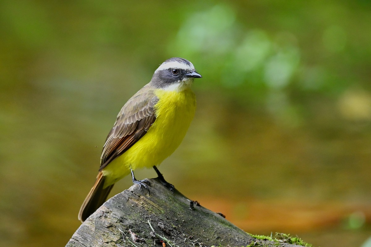 Rusty-margined Flycatcher - ML647026601