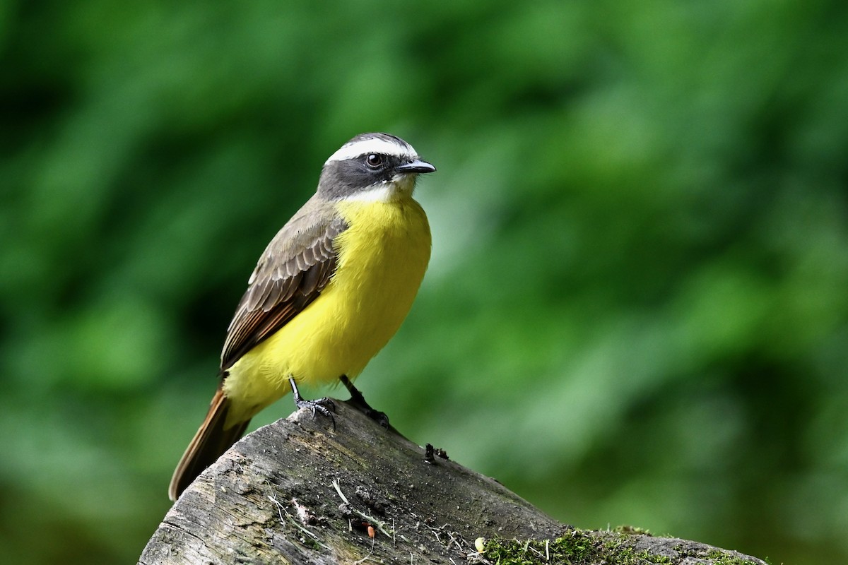 Rusty-margined Flycatcher - ML647026602