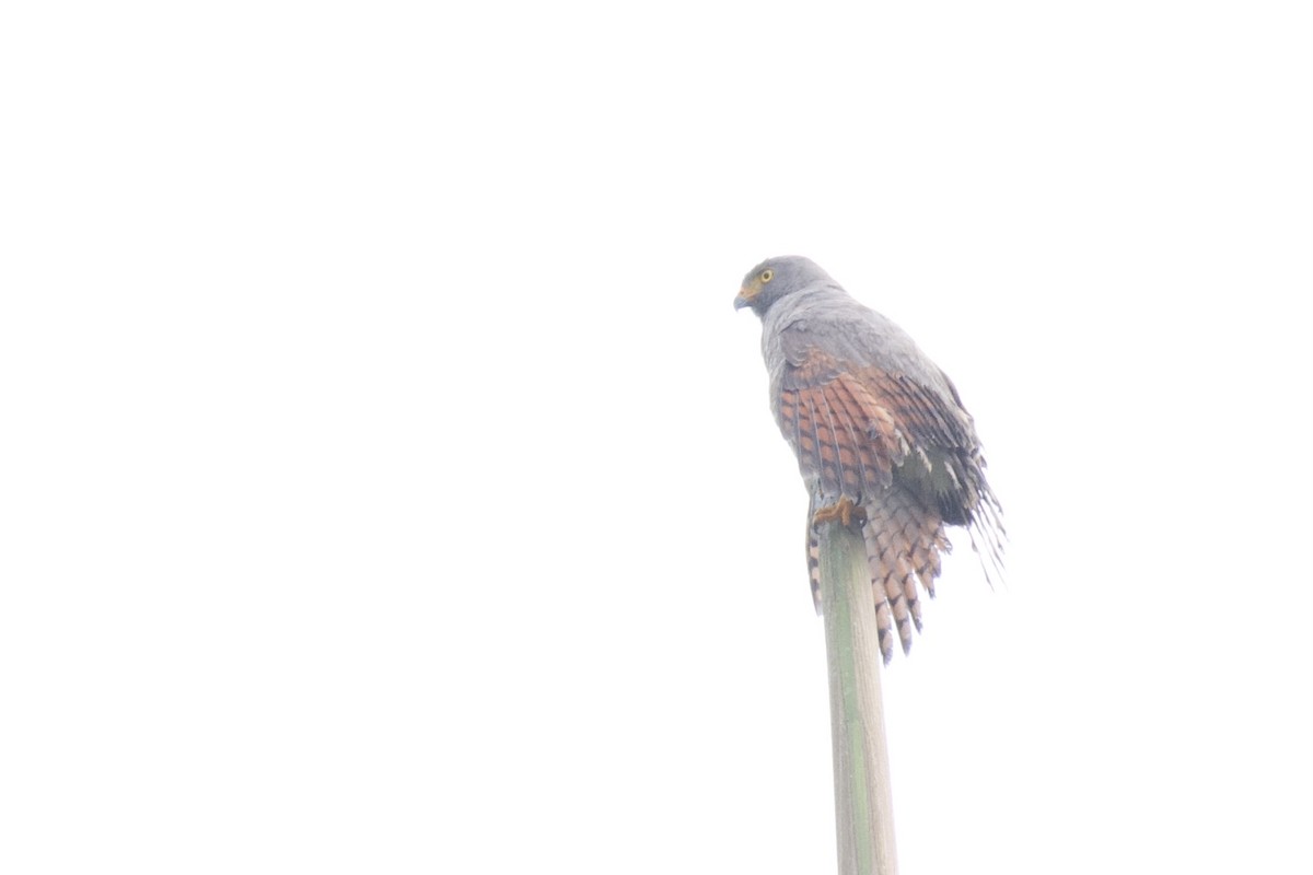 Roadside Hawk (Northern) - ML647026604