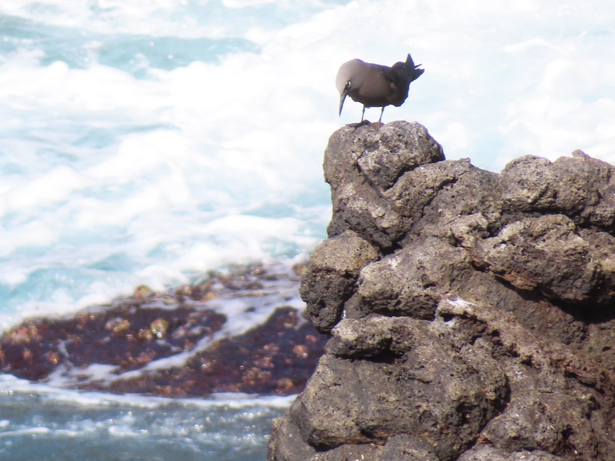 brunnoddy - ML647026606