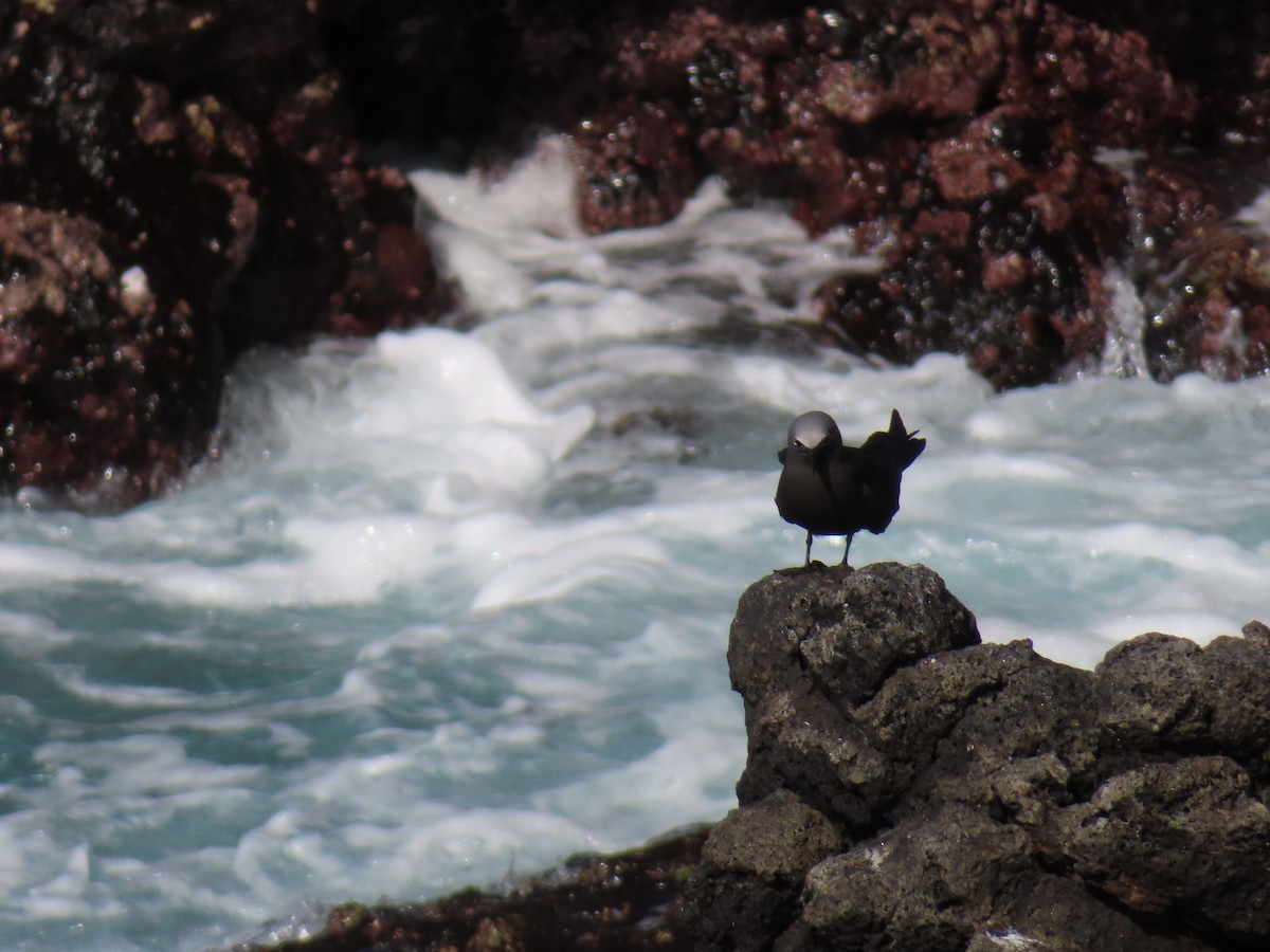 brunnoddy - ML647026607