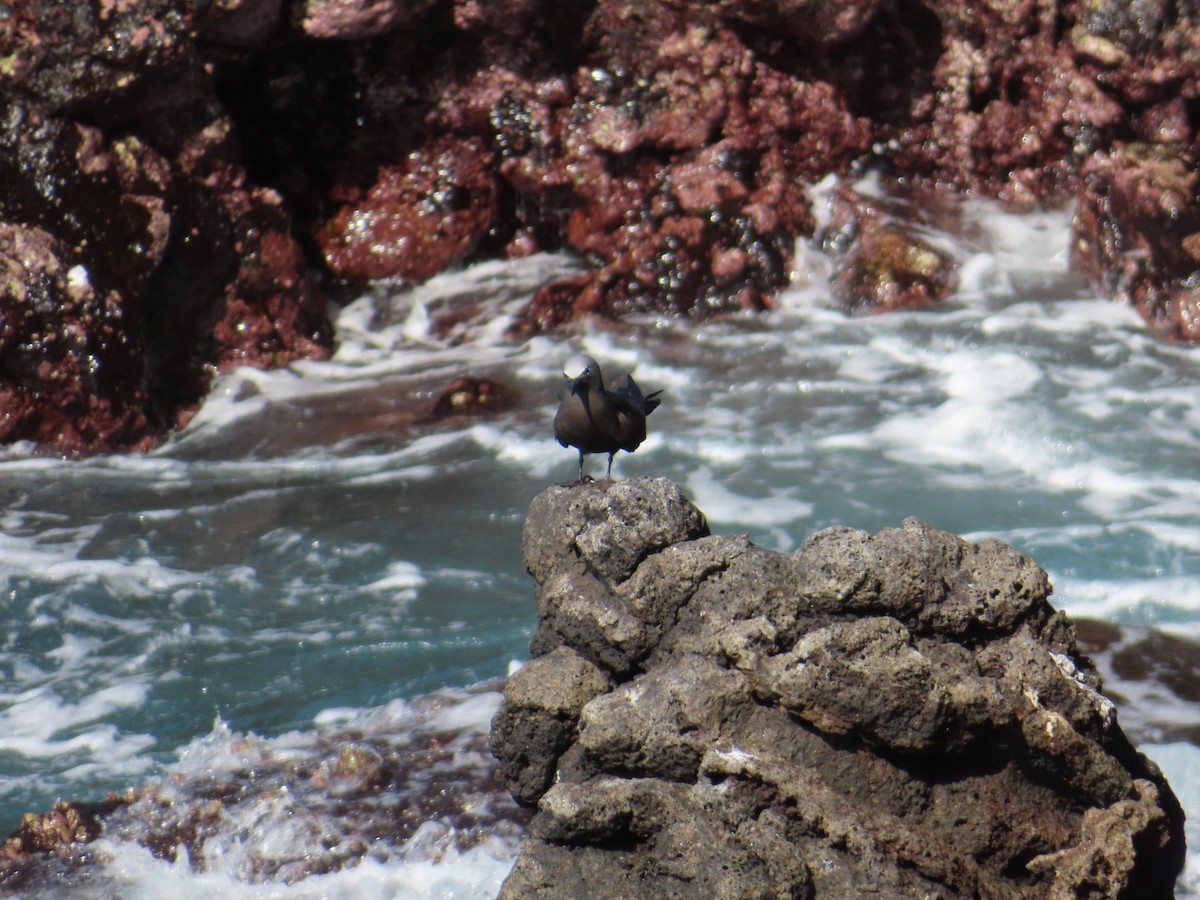 brunnoddy - ML647026609