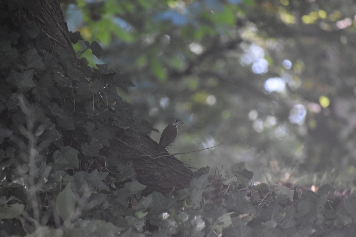 Grauwangen-Musendrossel - ML647026610