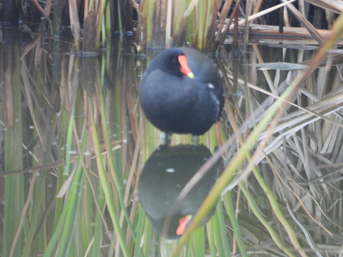 Common Gallinule - ML647026612