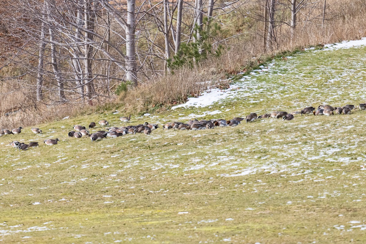 Свищ американський - ML647026614