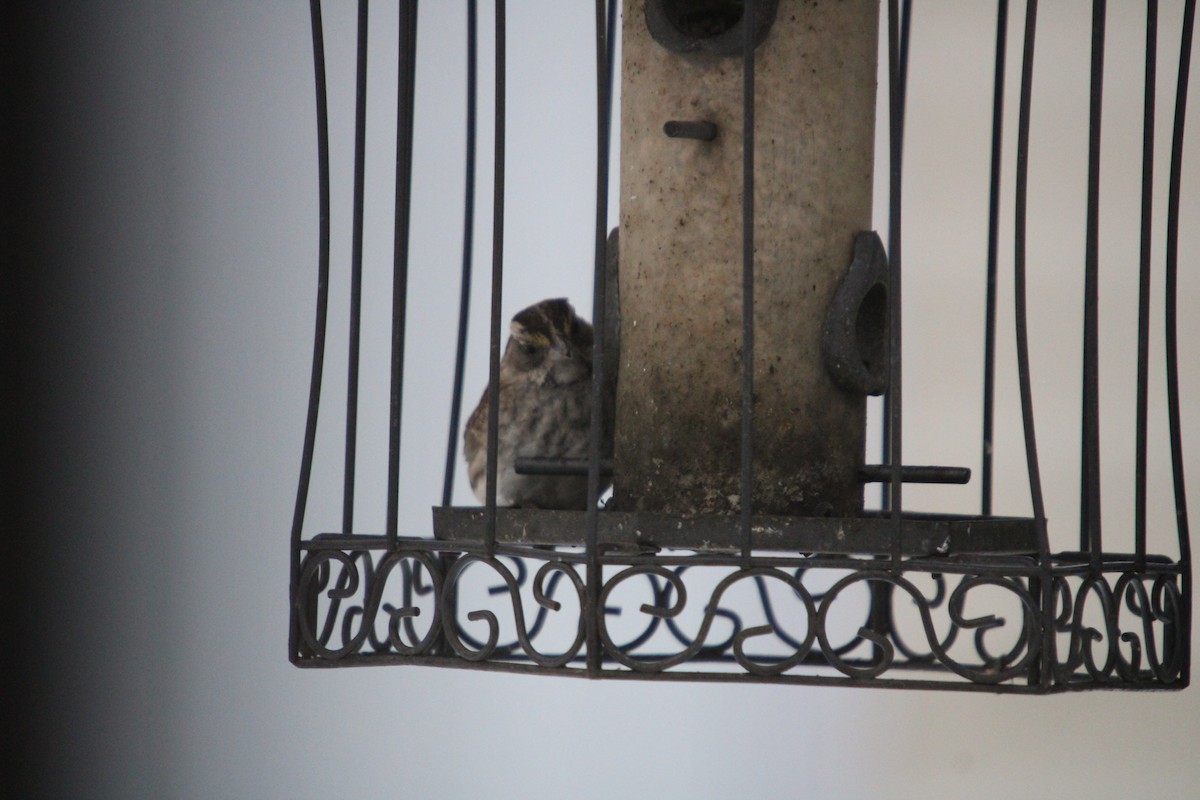 White-throated Sparrow - ML647026615