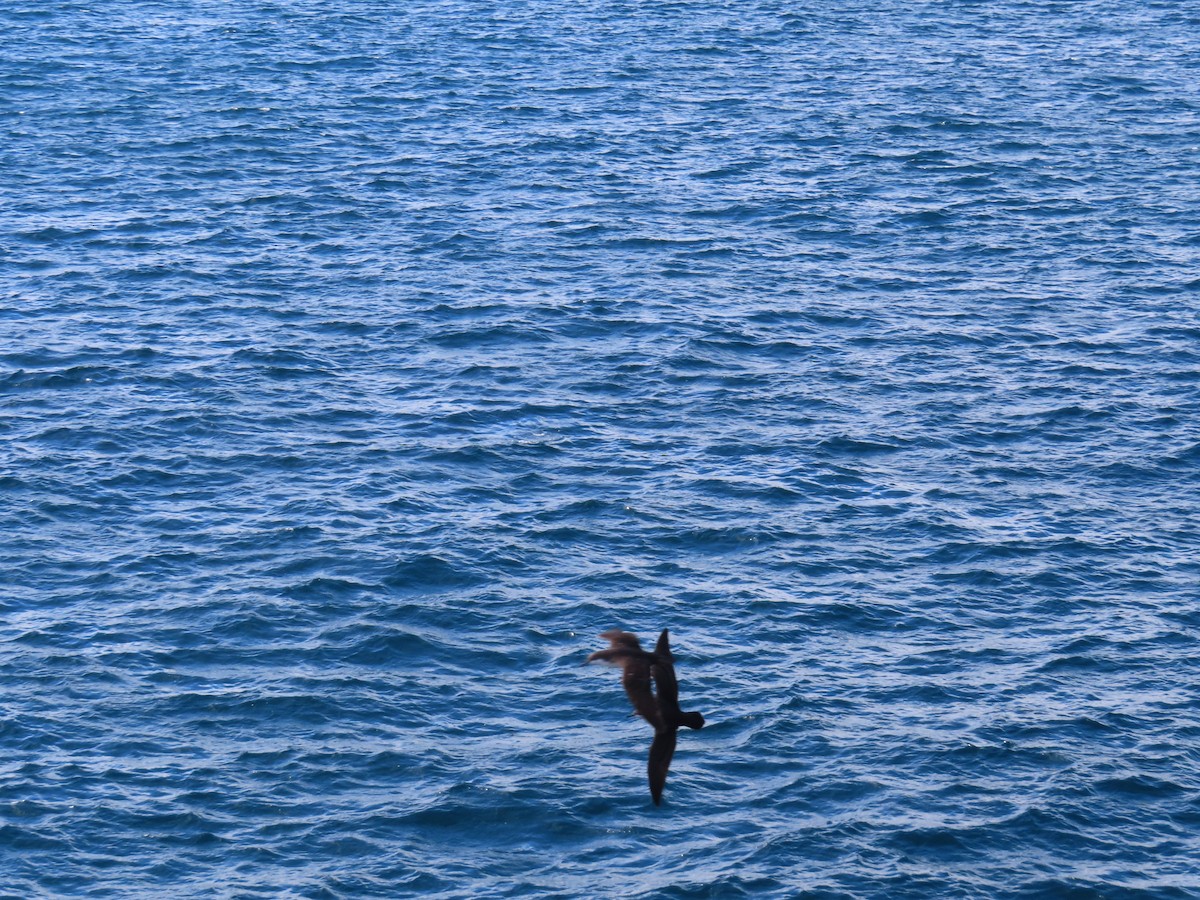 Galapagos Yelkovanı - ML647026622