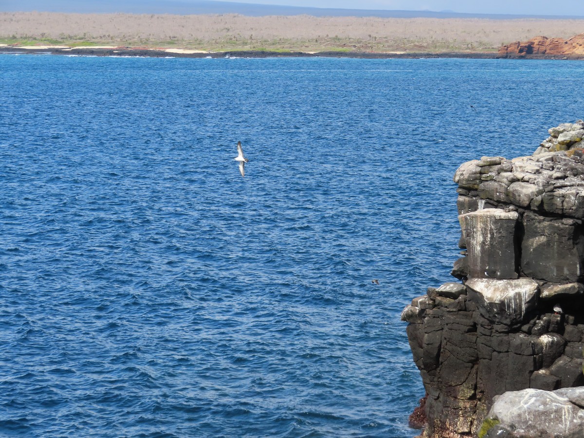 Galapagos Yelkovanı - ML647026623