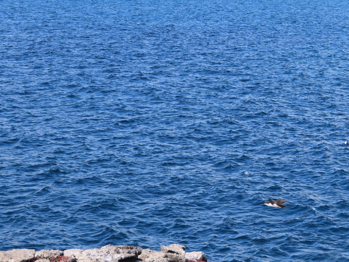 Galapagos Yelkovanı - ML647026624