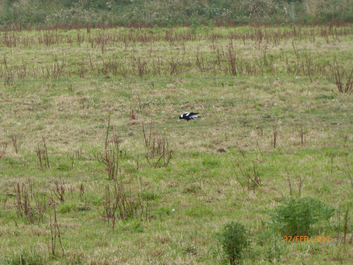 カササギフエガラス - ML647026626