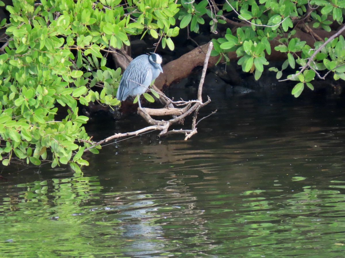 Yellow-crowned Night Heron - ML647026628