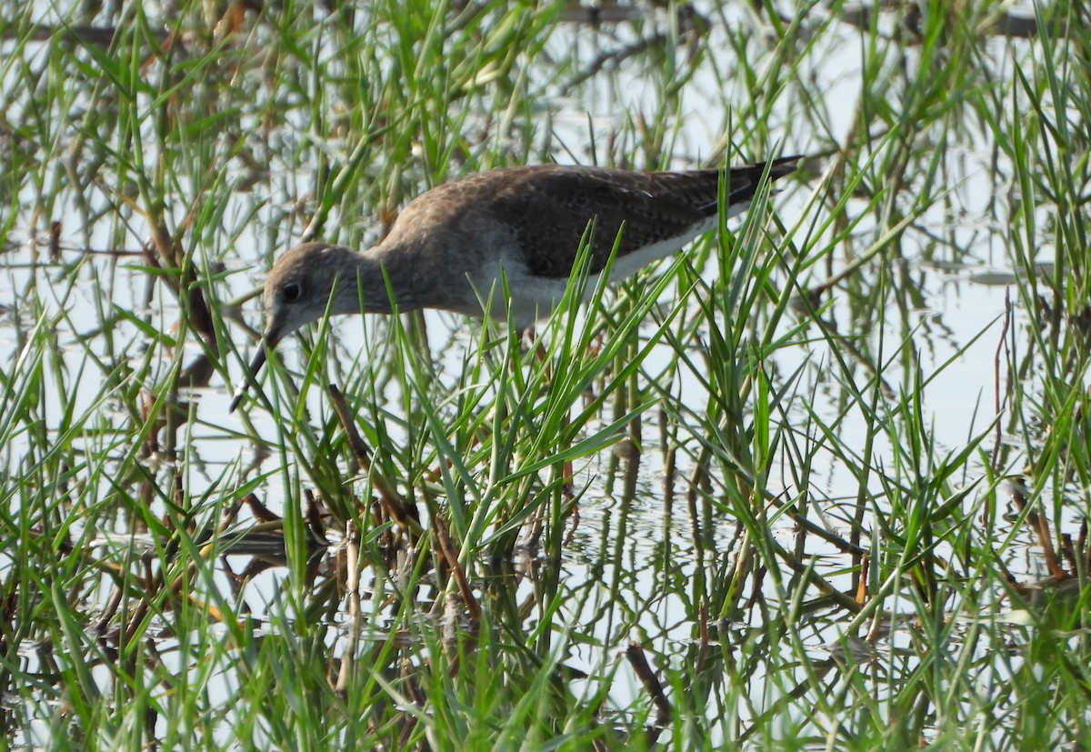 Greater Yellowlegs - ML647026632