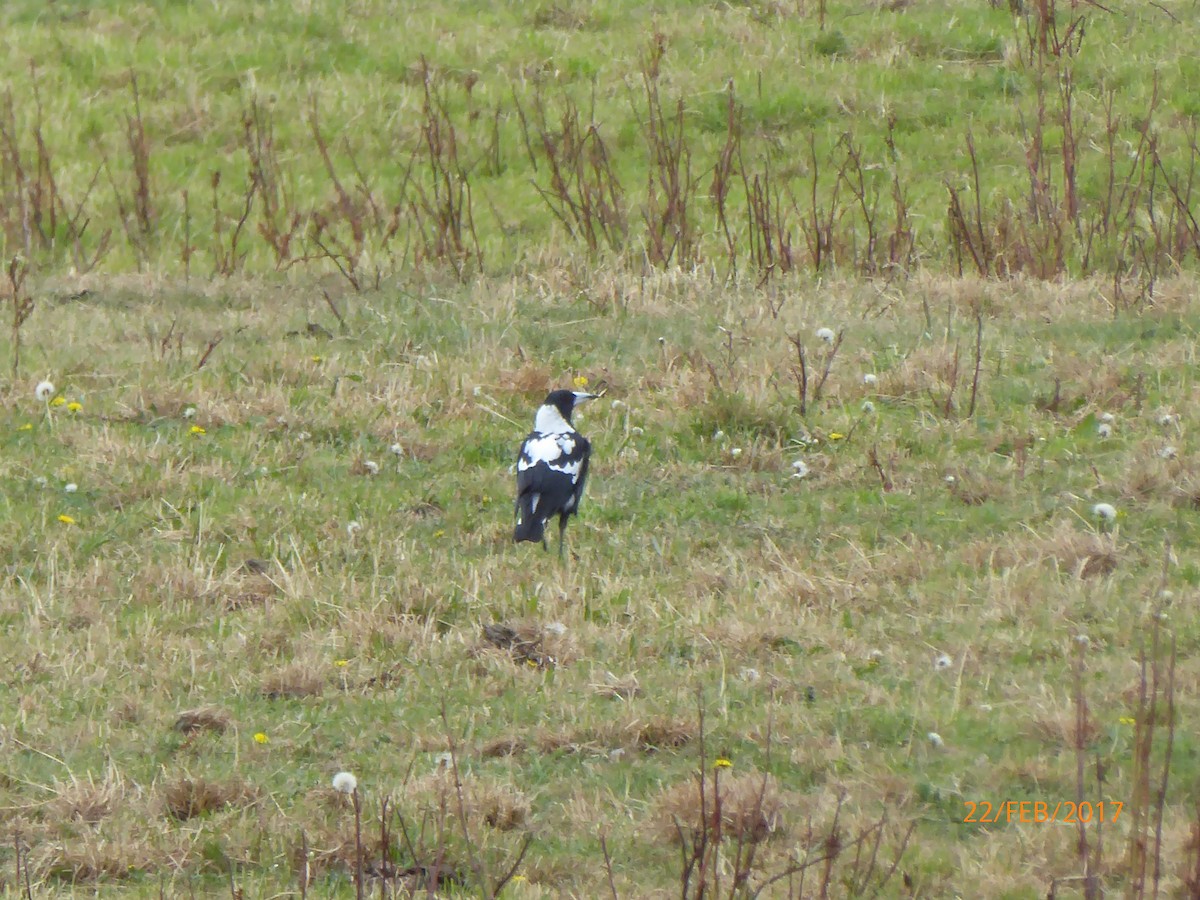 カササギフエガラス - ML647026635