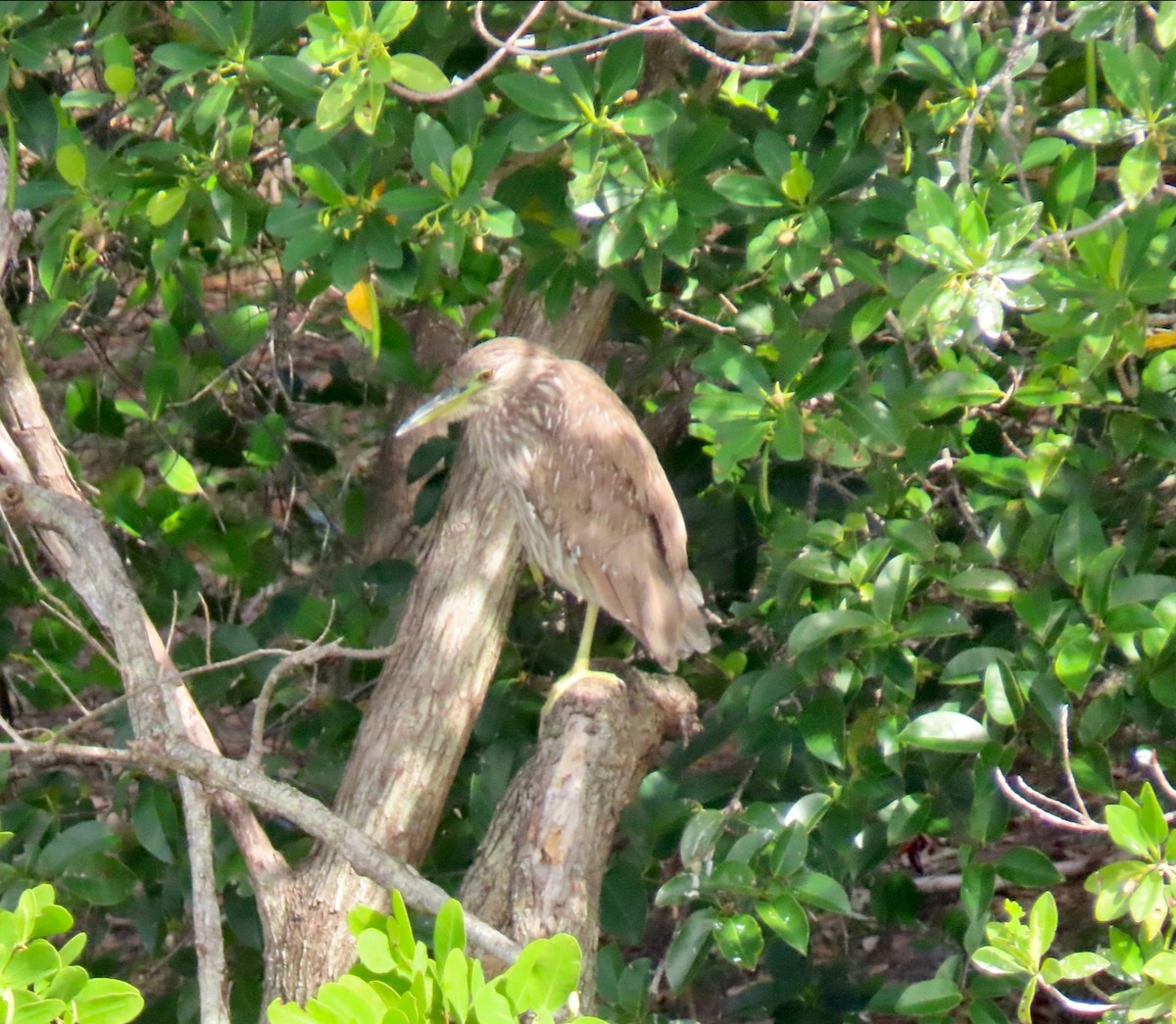 Black-crowned Night Heron - ML647026646