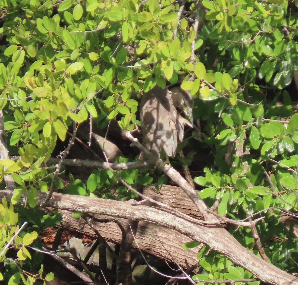 Black-crowned Night Heron - ML647026647