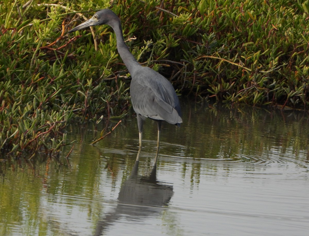 Little Blue Heron - ML647026654
