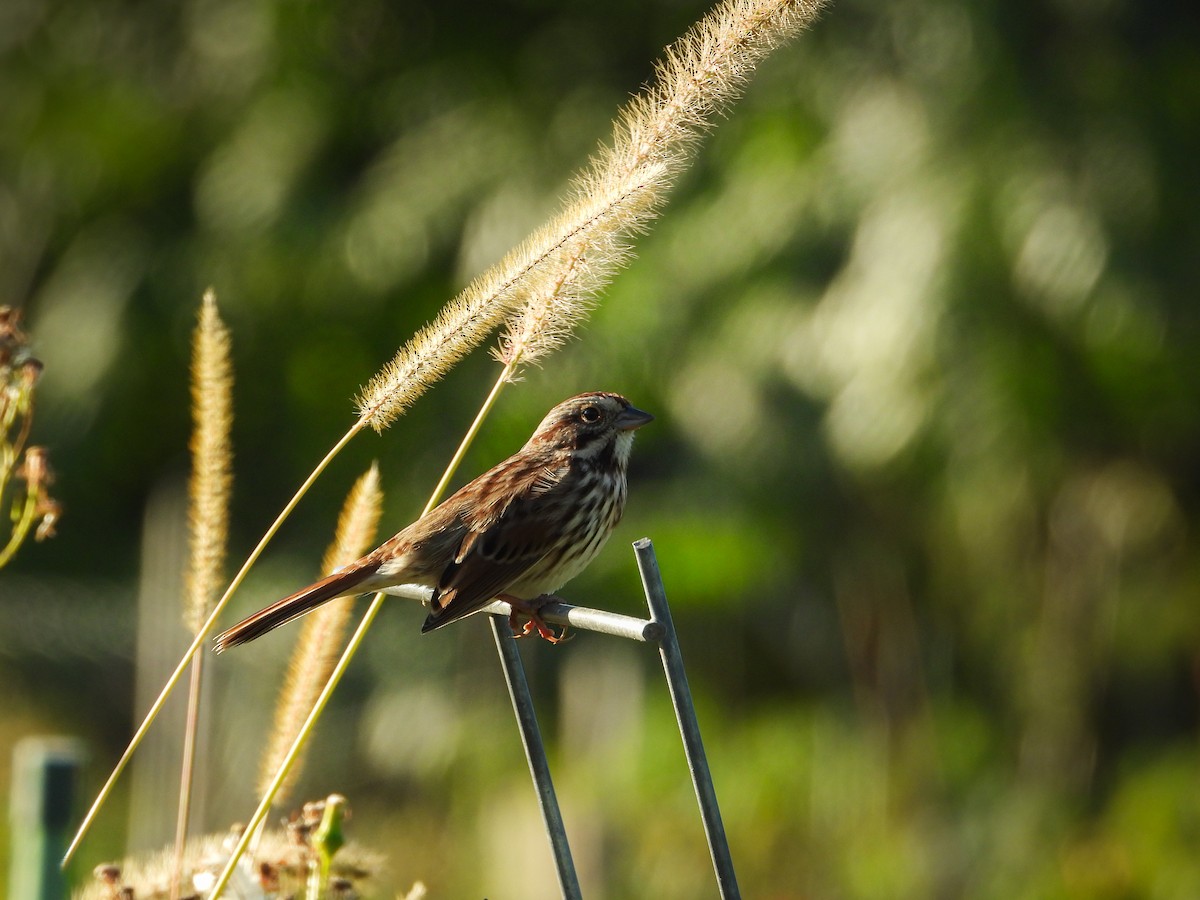 Song Sparrow (melodia/atlantica) - ML647026657
