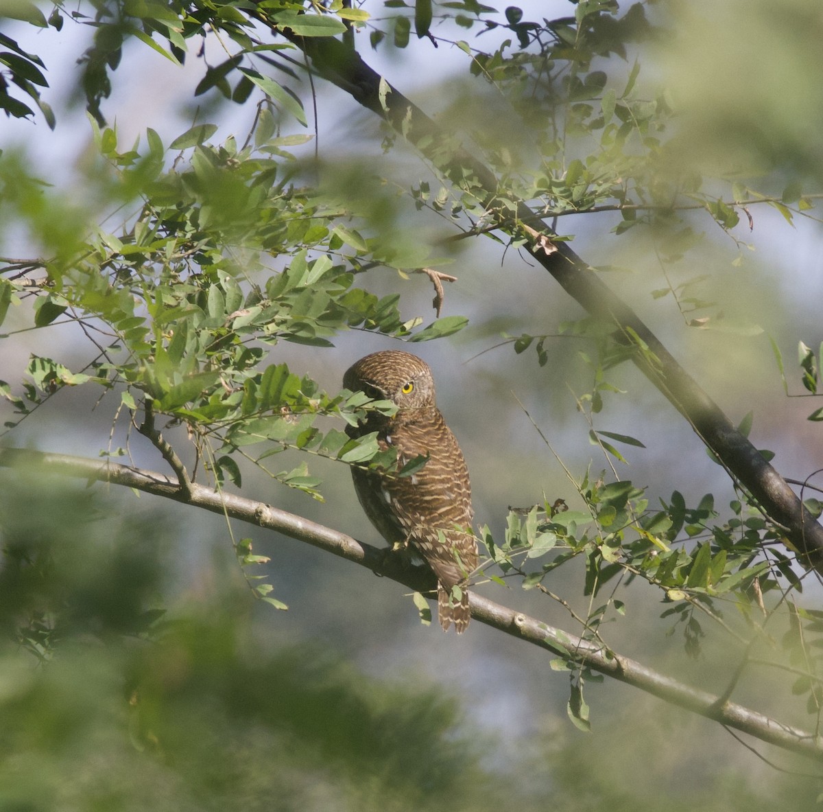 Asian Barred Owlet - ML647026658