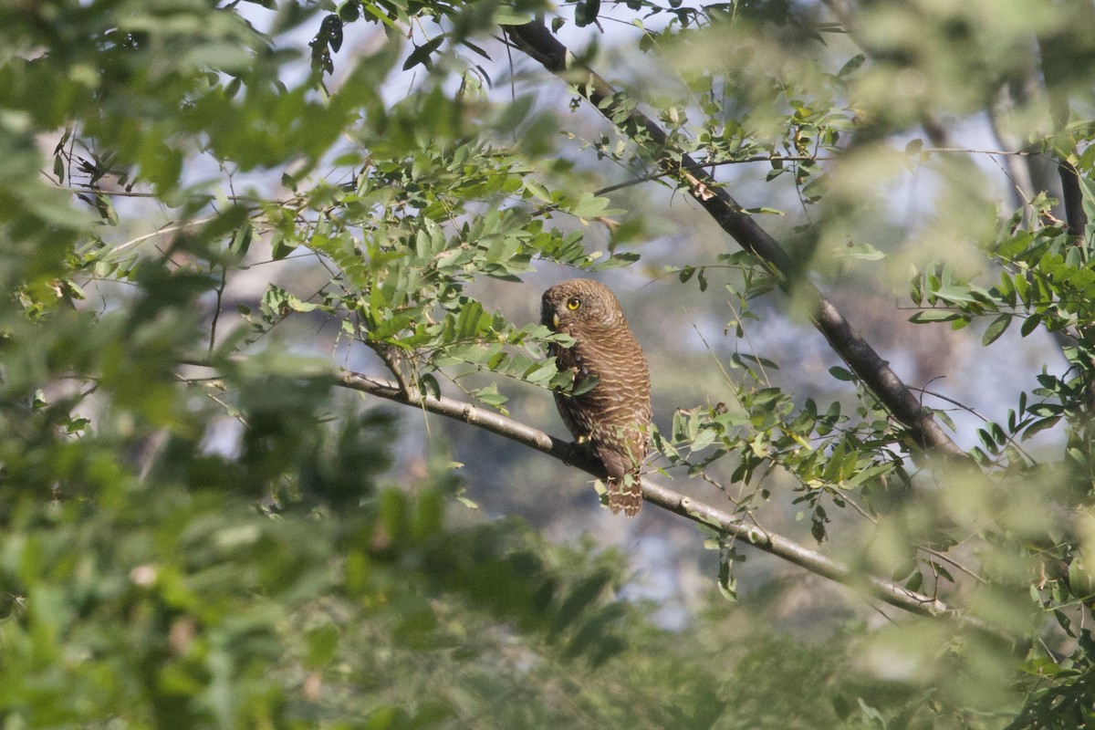 Asian Barred Owlet - ML647026659