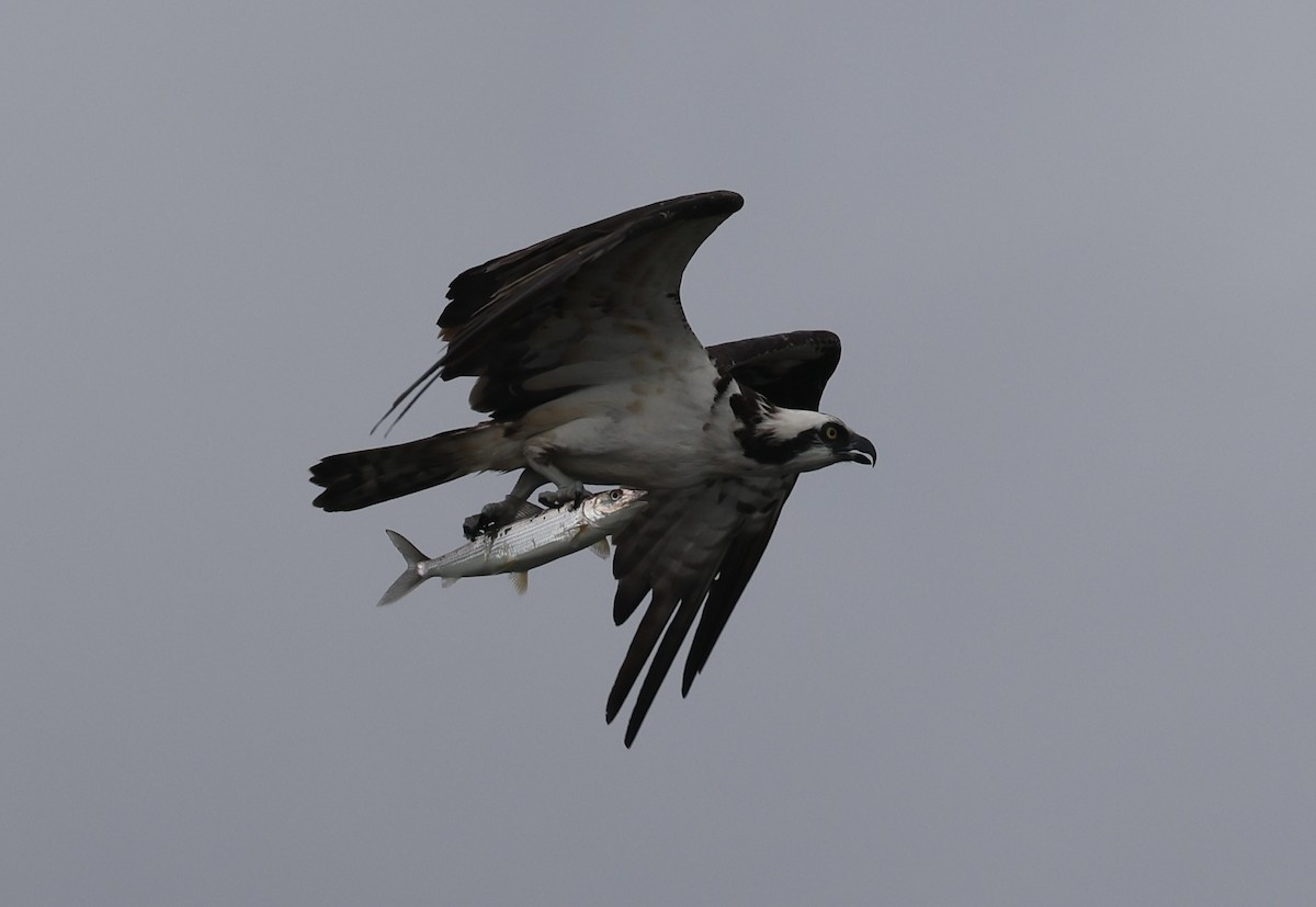 American Redstart - ML647026663