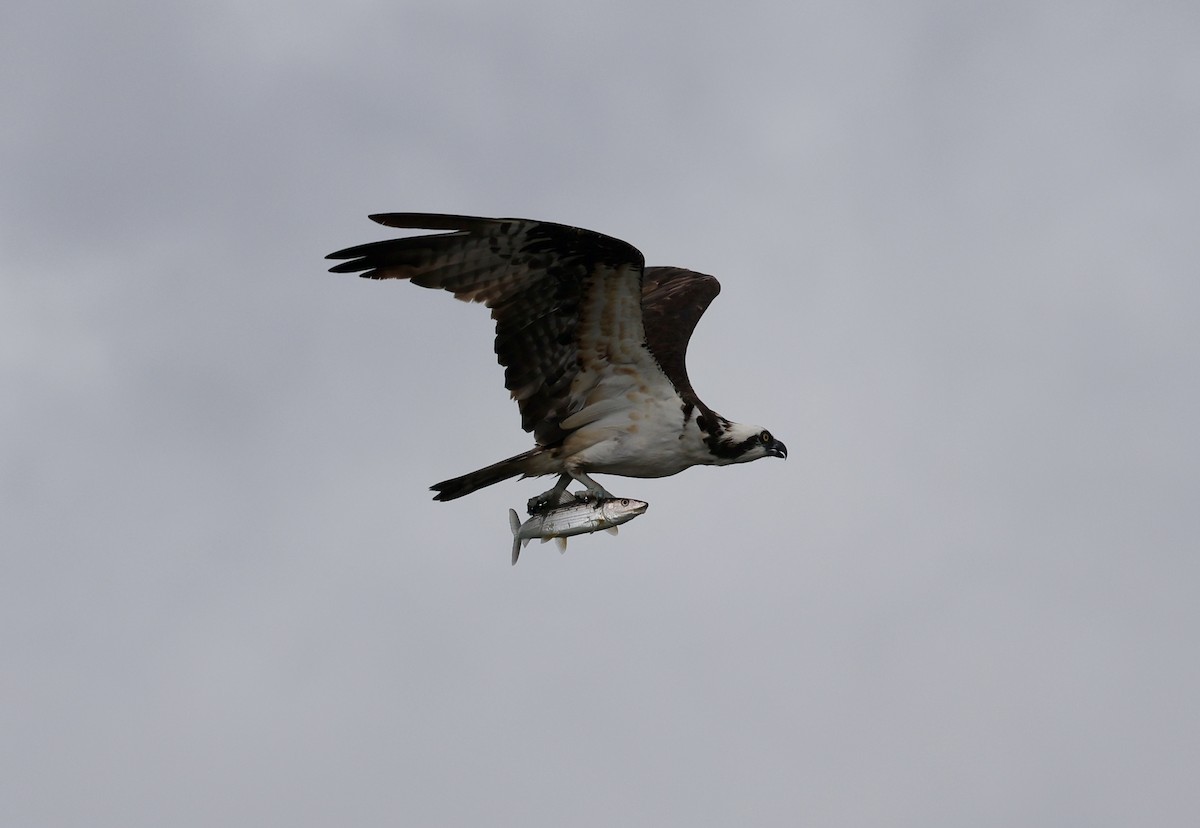 Osprey - ML647026664
