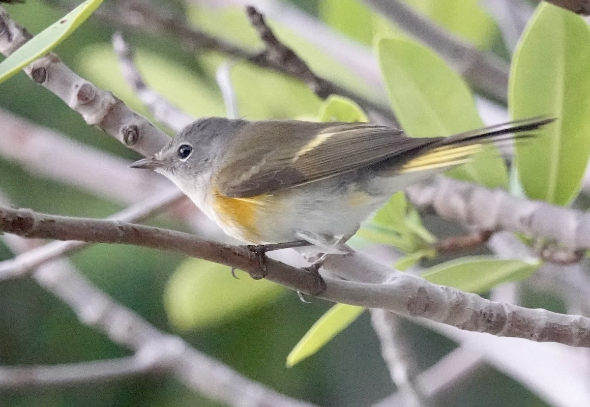 American Redstart - ML647026665