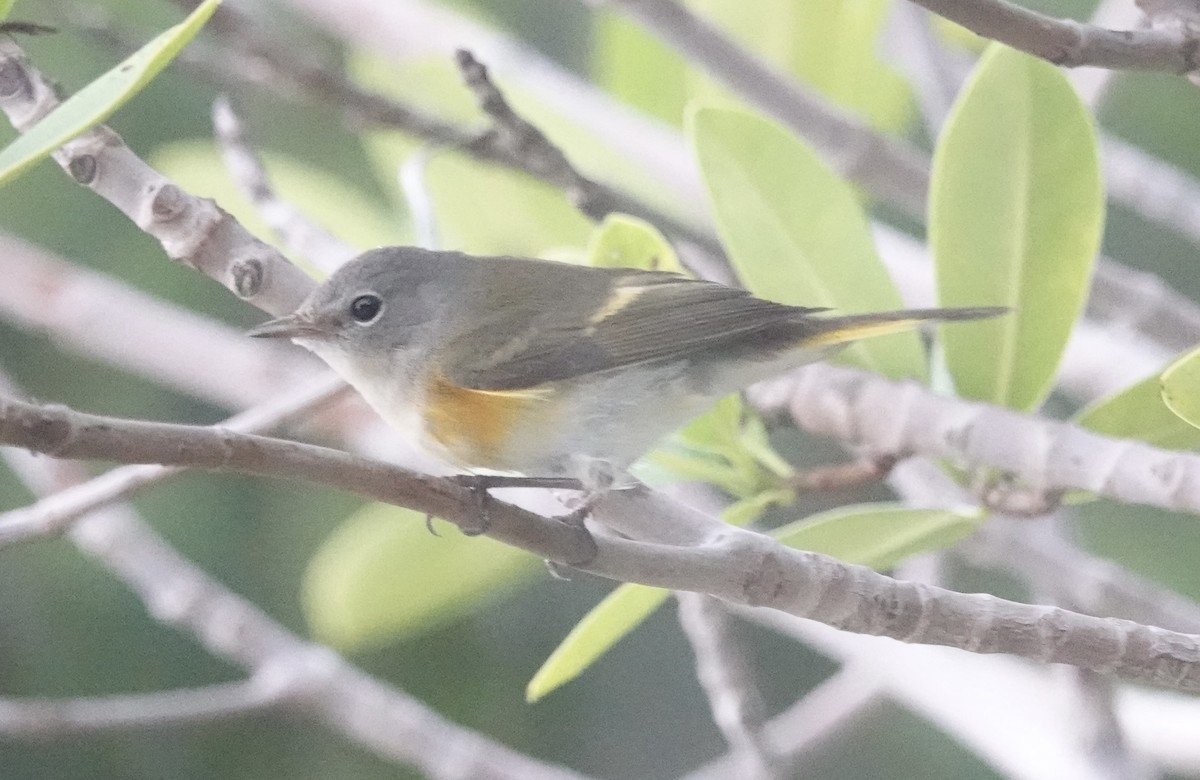 American Redstart - ML647026666