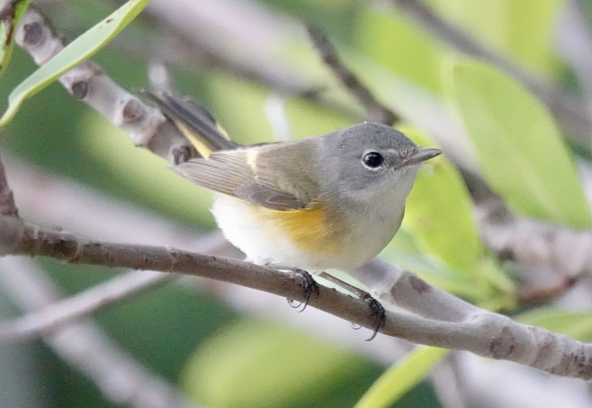 סבכון חכלילי - ML647026667