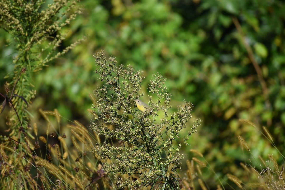 Nashville Warbler - ML647026670