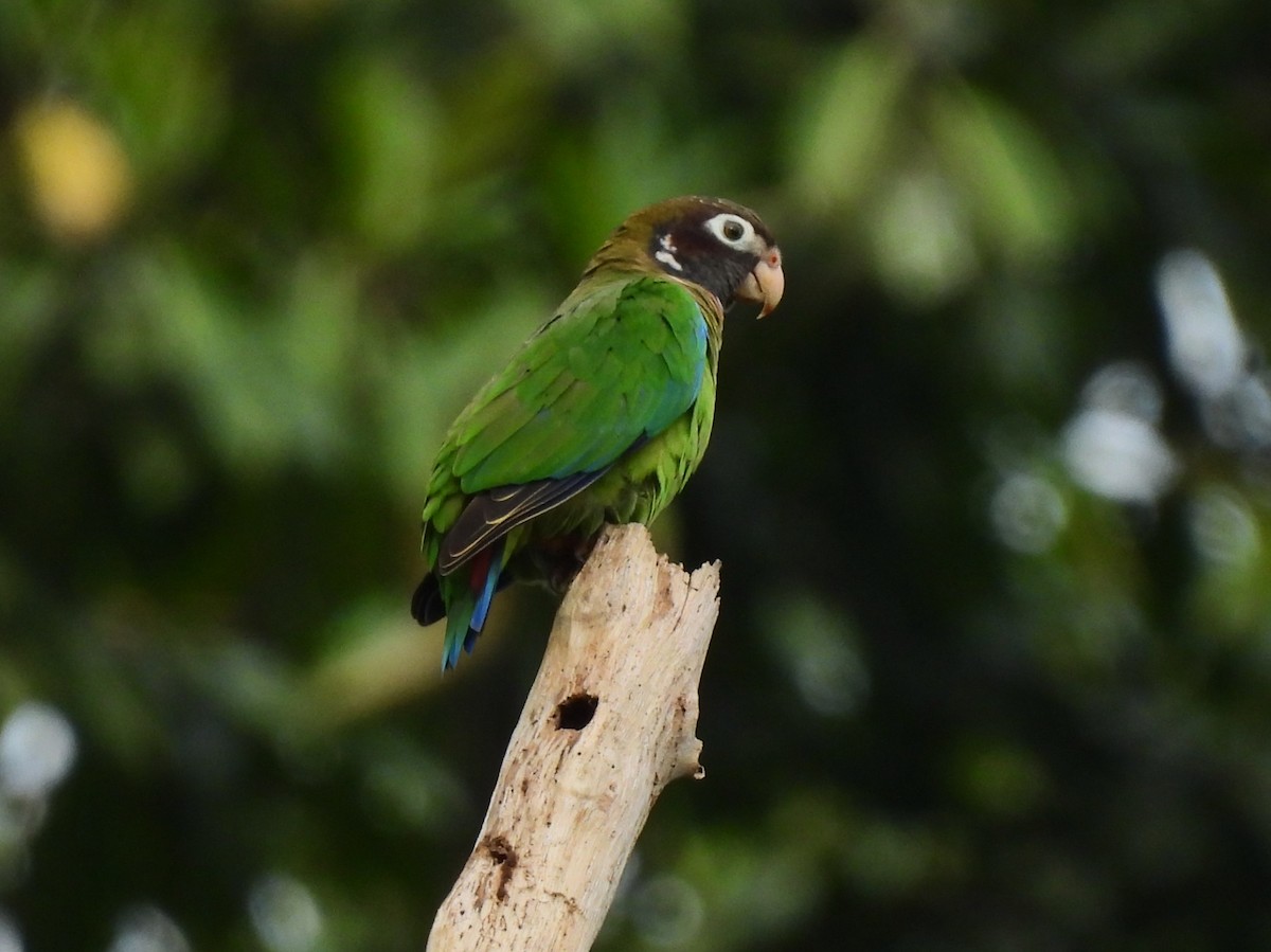 Brown-hooded Parrot - ML647026671