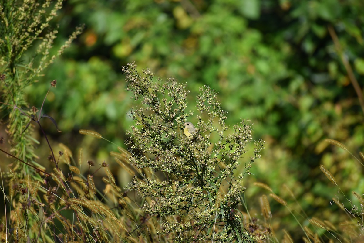 Nashville Warbler - ML647026673