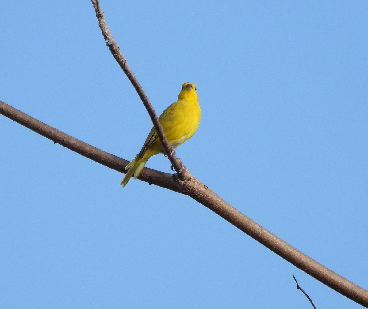 Saffron Finch - ML647026675