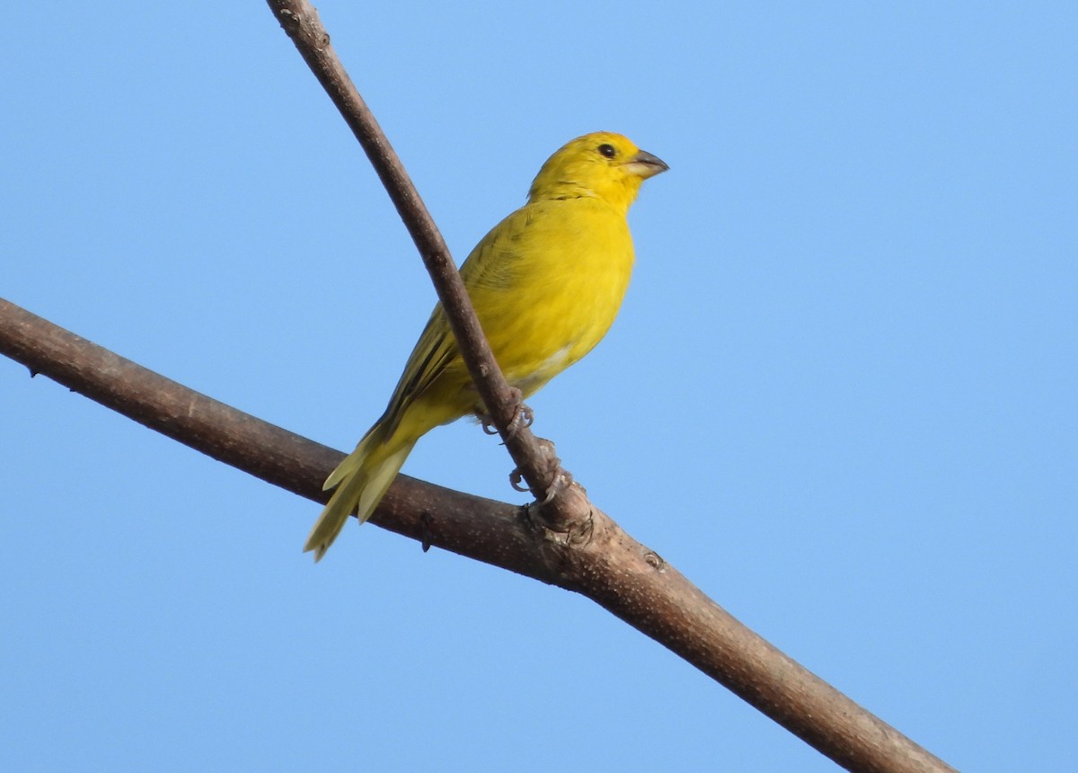Saffron Finch - ML647026676