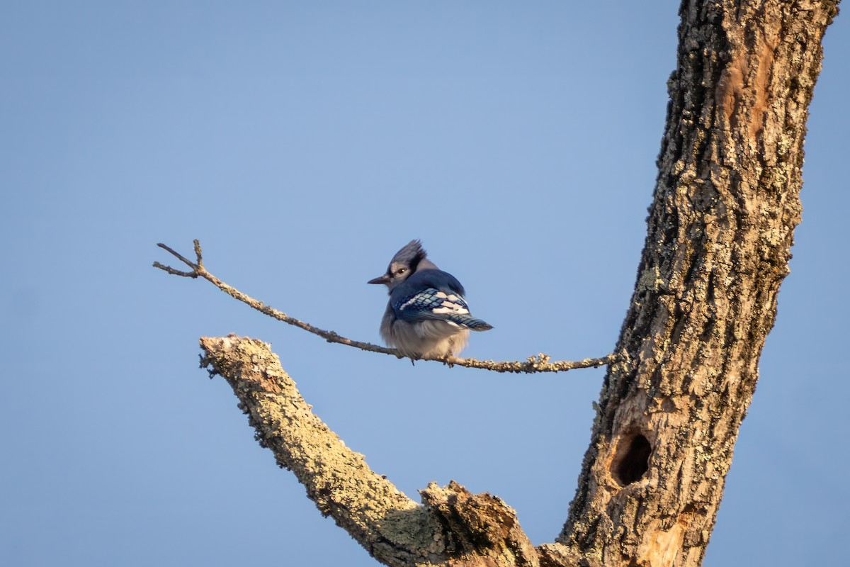 Blue Jay - ML647026677