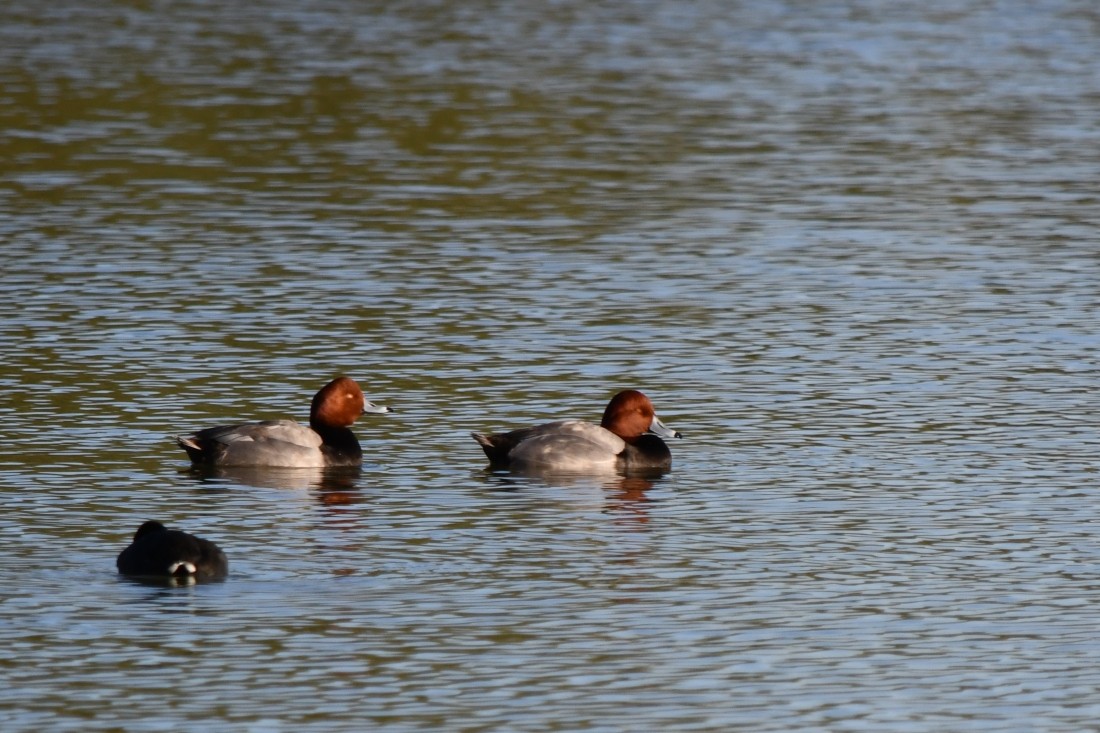 Redhead - ML647026679